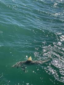 Bay Pines Report Photo 2