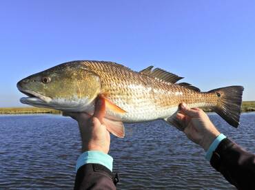 The red fish bite is HOT!!!!!