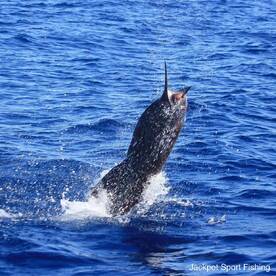 Quepos Report Photo 1