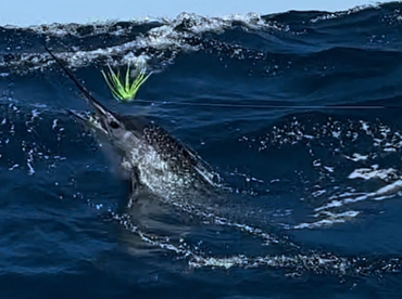 Ambition Report 30th.October’23