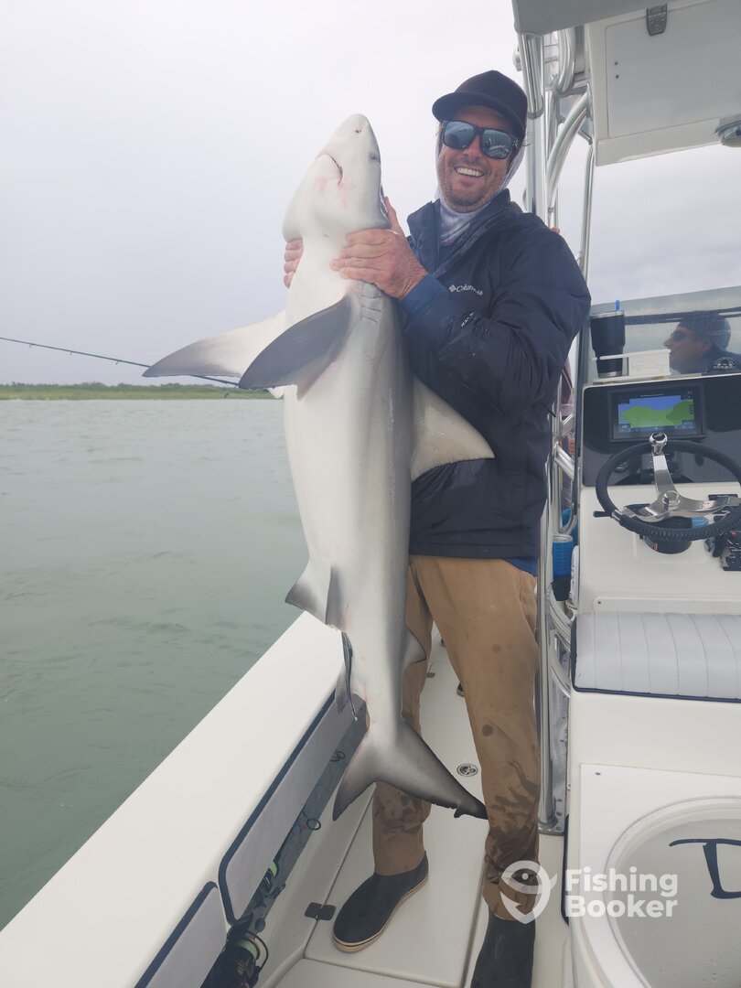 Bull sharks in river