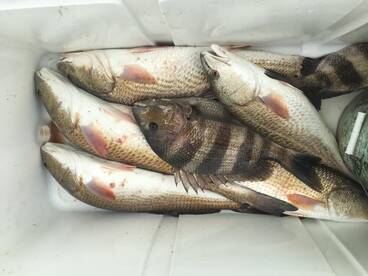 Galveston Report Photo 2