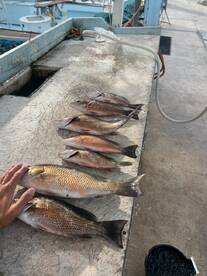 Happy Half Days with Big Snappers!