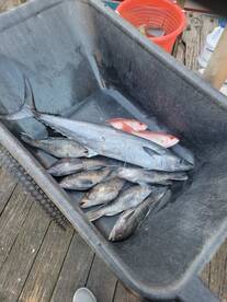 Kings still around and black bass moving