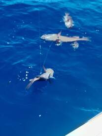 The best grouper day