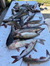 Catfish Trip On Lake Conroe