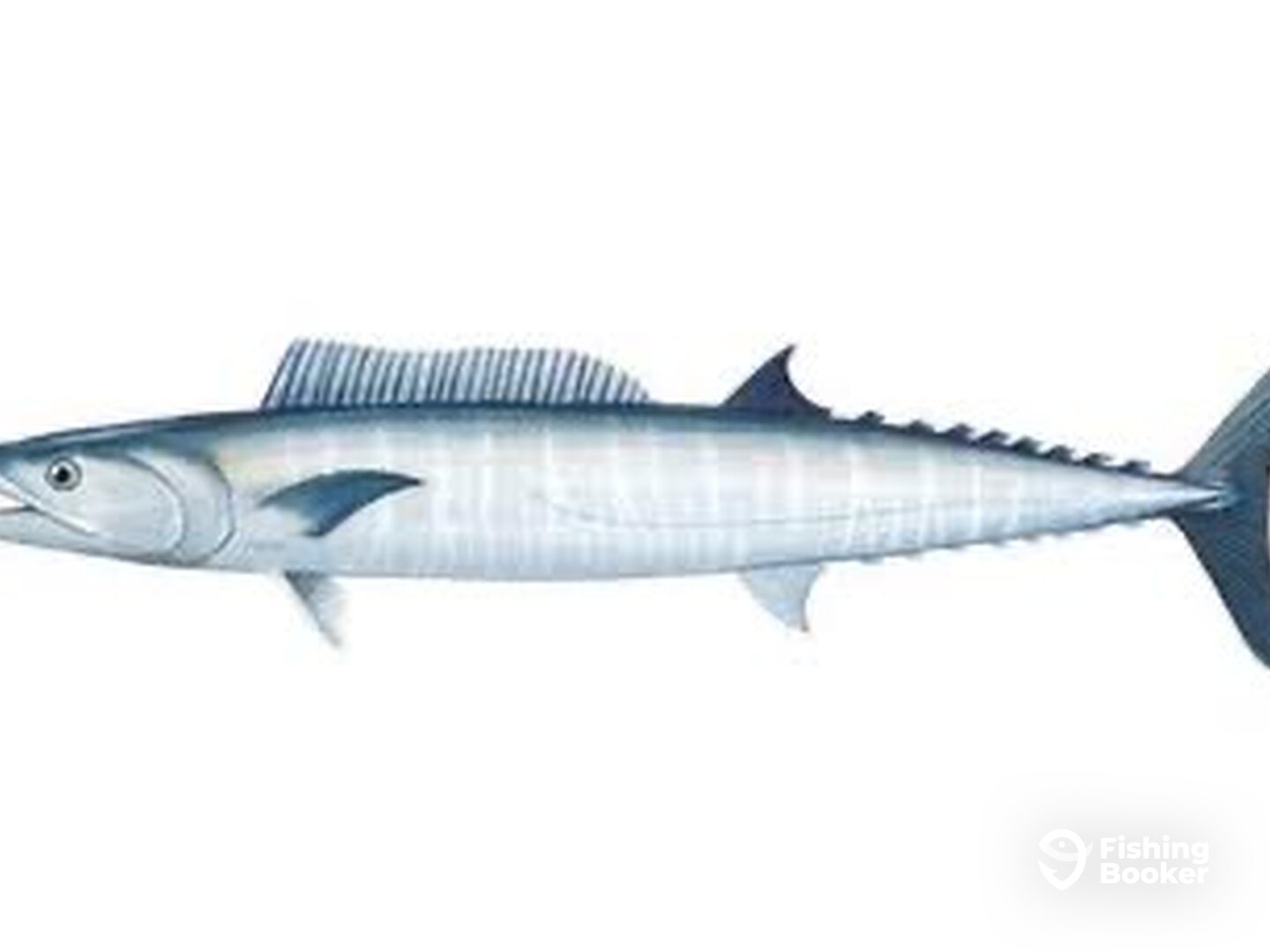 Puerto Morelos Report Photo 0