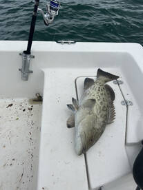 Nearshore Fishing Southwest Florida!!