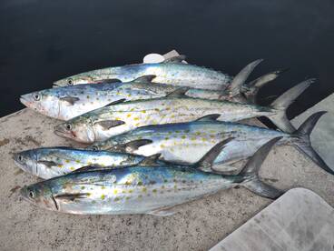 Yankeetown Report Photo 1