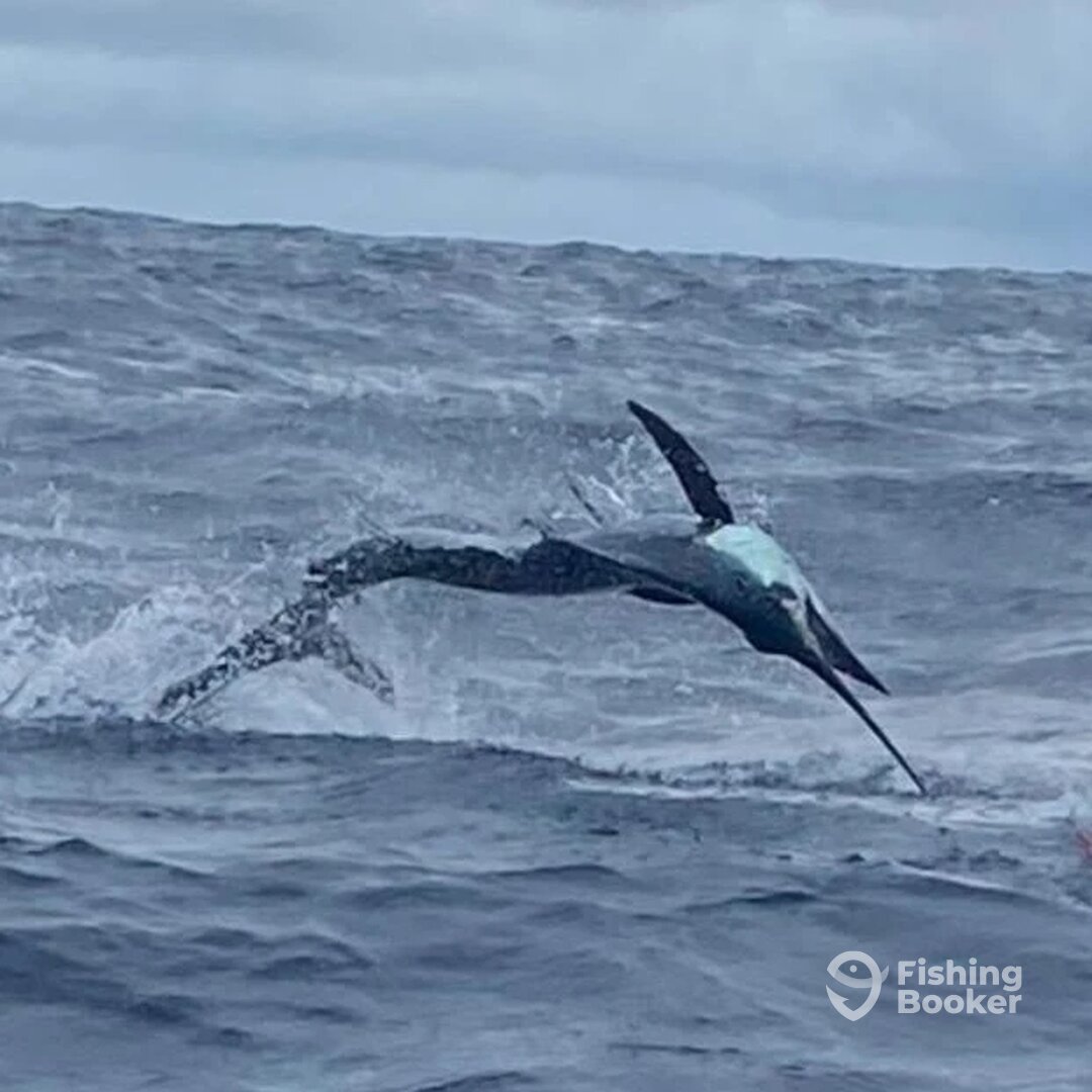 Herradura Report Photo 0