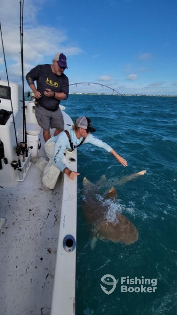 Big nurse shark release in the ocean