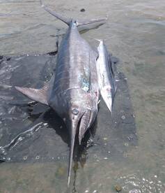 Back with a blue marlin and a shortbill 