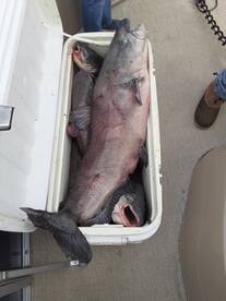 Summerton Report Photo 2