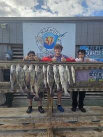 Black drum season has arrived