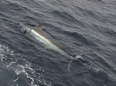 Sydney Report Photo 2