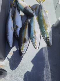 Struisbaai Report Photo 2