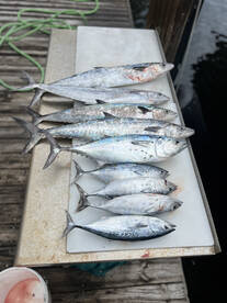 Cold weather heats up fishing!!!!