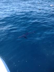 San Diego Report Photo 1