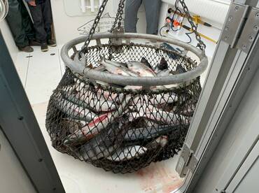 Kodiak Report Photo 2