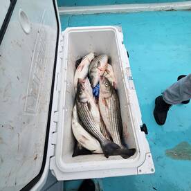 Solomons Report Photo 1