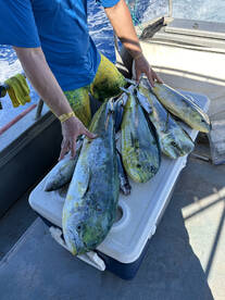 Haleiwa Report Photo 1