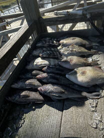 Midway Report Photo 1