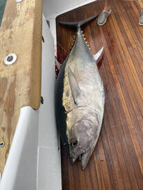 Inshore Bluefin Tuna!