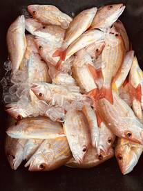 What a catch, buckets of snapper