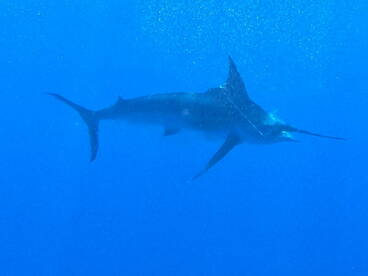 Quepos Report Photo 2