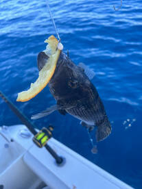 Winter bottom fishing is hot