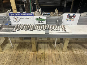 St. Bernard Report Photo 2