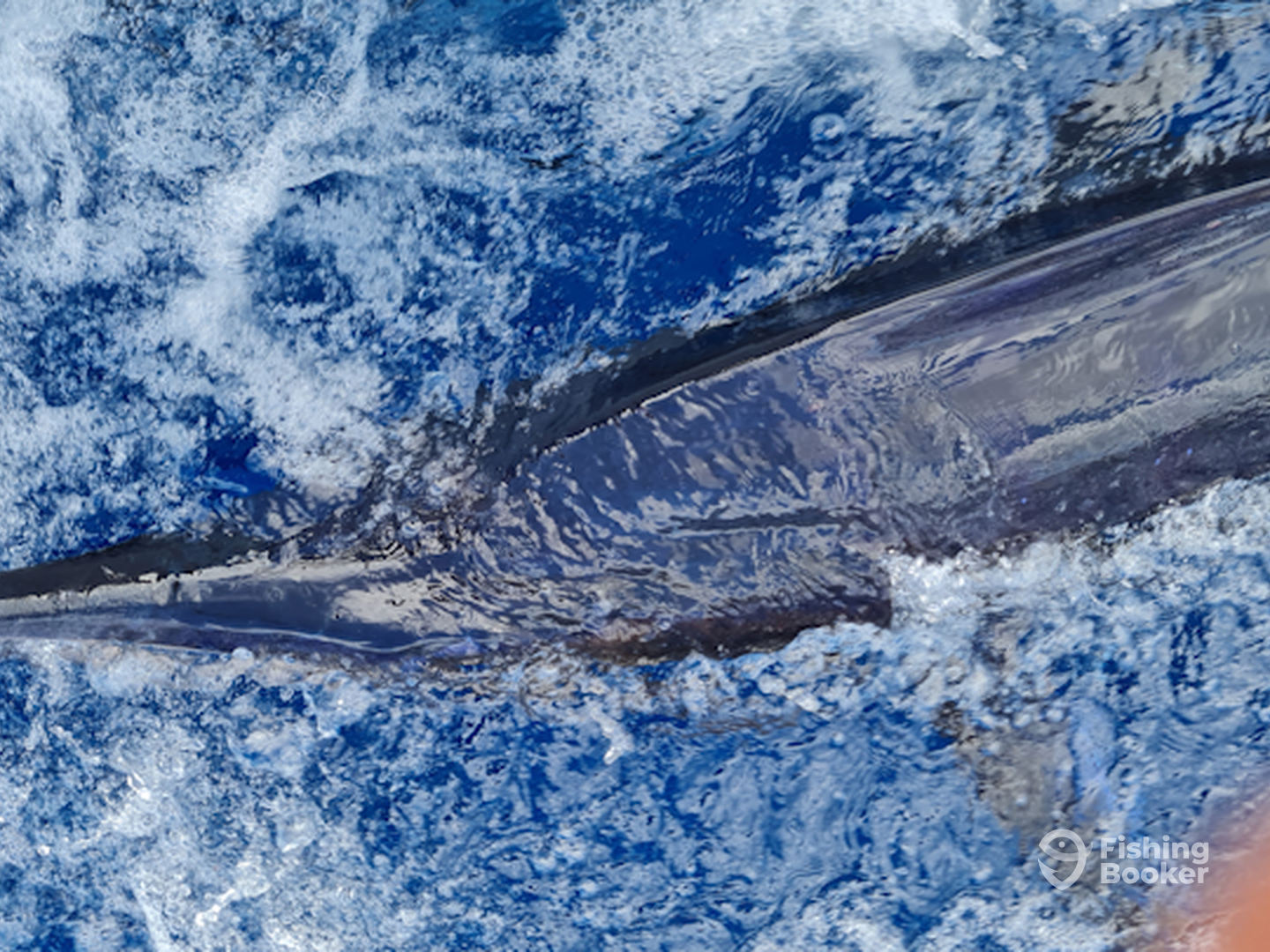 Sydney Report Photo 0