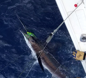 Sydney Report Photo 2