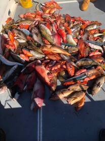 Excellent Winter Fishing 