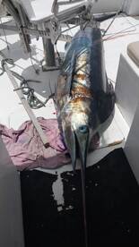 Grand Baie Report Photo 3