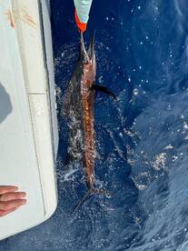 Fisher Family thrilled with sailfish and
