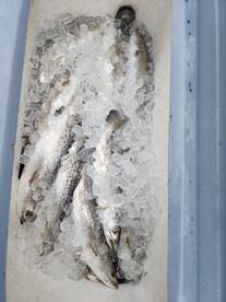 Galveston Report Photo 2