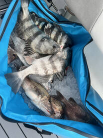 Palmetto Report Photo 2