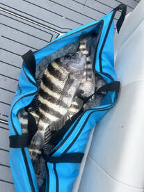 Palmetto Report Photo 1