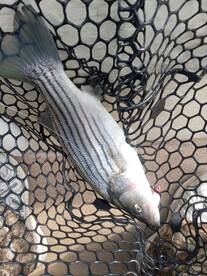 Chincoteague Report Photo 2