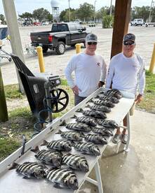Sheepshead are GREAT!!!