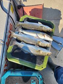 Hubert Report Photo 2