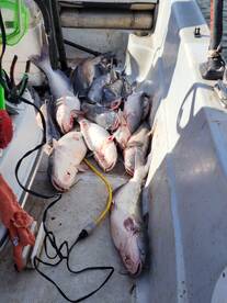 Another great weekend on the blue cats a