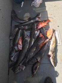 Coos Bay Report Photo 2