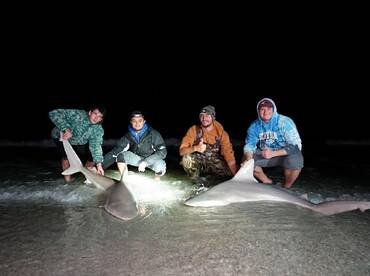 The sandbar sharks are in!