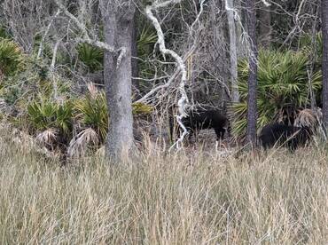 Jacksonville Report Photo 1