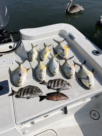 Winter Fishing in Sarasota!