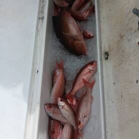 Destin Report Photo 1