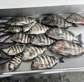 Savannah Report Photo 2