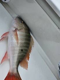 Tavernier Report Photo 1